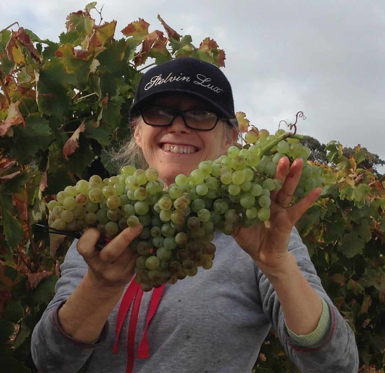 Torrontes Harvest