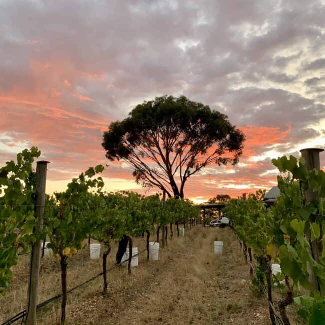 Chardonnay Paddock - Morning sunrise