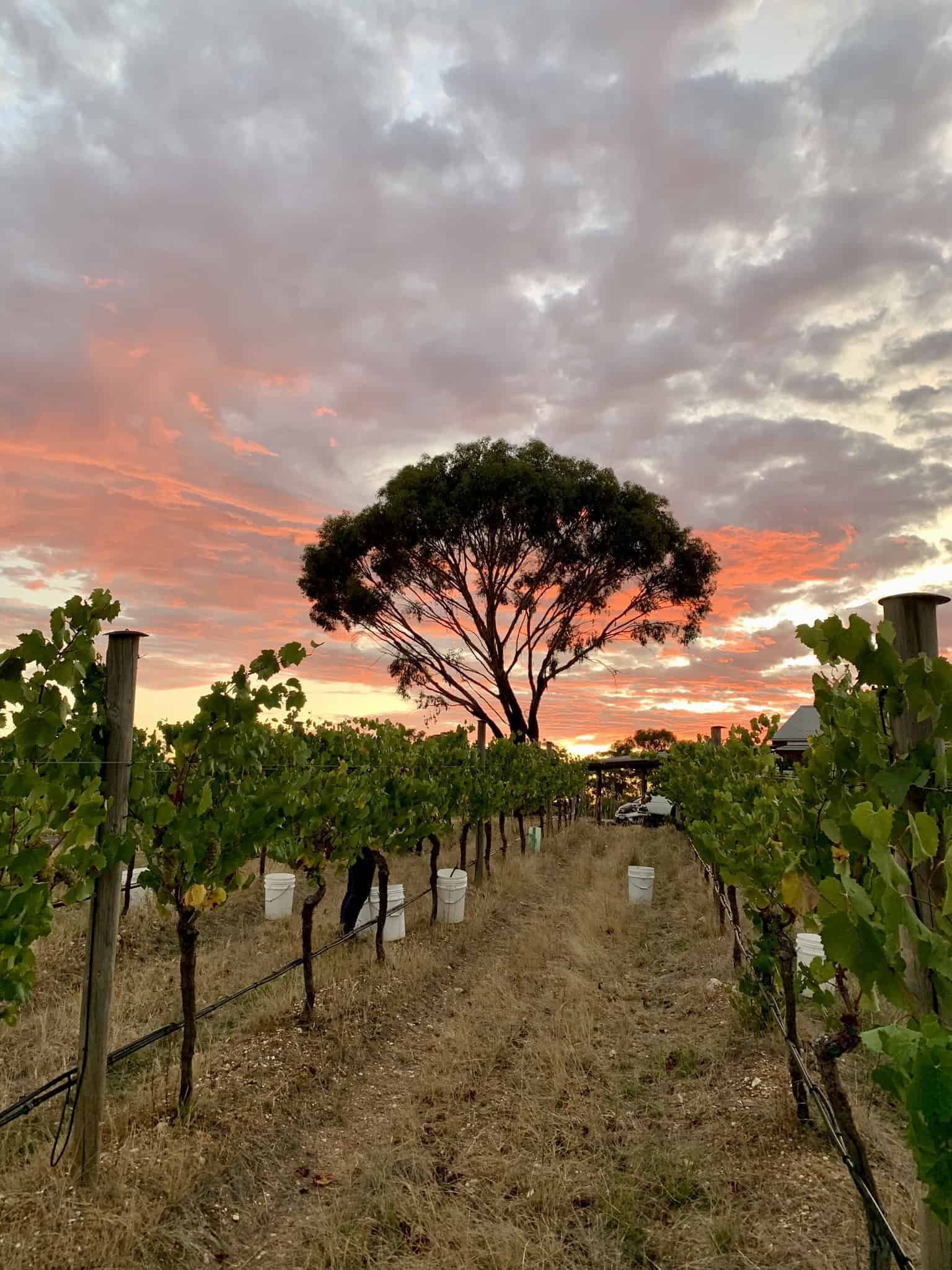 Chardonnay Paddock - Morning sunrise