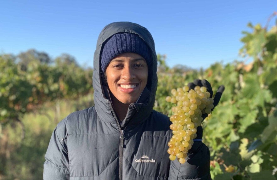 Harvest Torrontes Vineyard