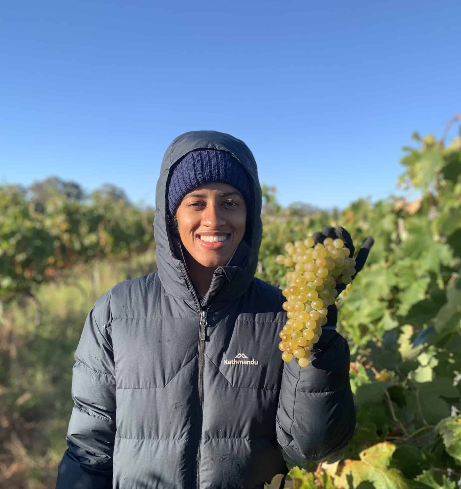 Harvest Torrontes Vineyard