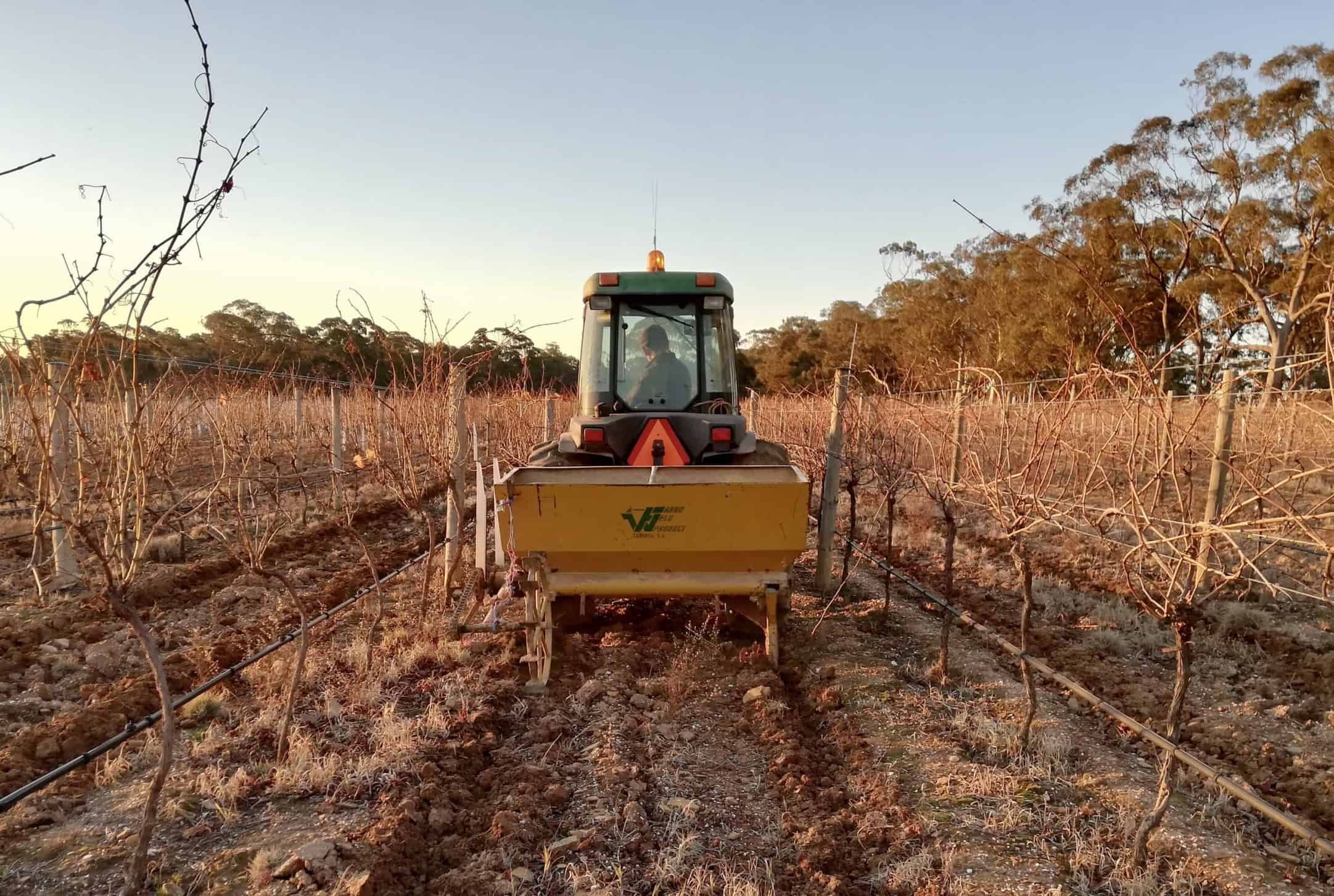 Vineyard establishment